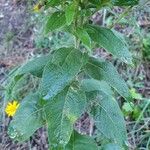 Pentanema squarrosum Leaf