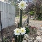 Cereus hexagonusFlower