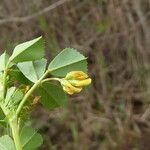 Medicago polymorpha 花