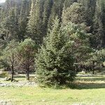 Pinus arizonica Хабит