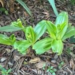 Crinum moorei Leaf