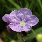 Phacelia ciliata Flower