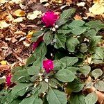 Impatiens walleriana Leaf