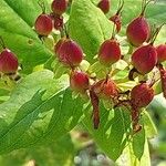 Hypericum hircinum Frutto