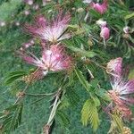 Samanea saman Flower