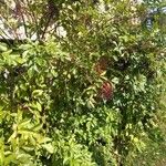 Sambucus nigra Habit