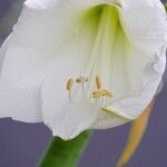 Hippeastrum reginae ᱵᱟᱦᱟ