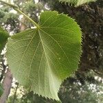 Tilia platyphyllosList