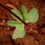 Acianthus tenuilabris Leaf