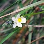 Viola arvensisFlor