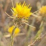 Centaurea solstitialis Flower