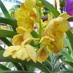 Vanda coerulescens Flors