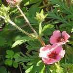 Potentilla nepalensis Hoja