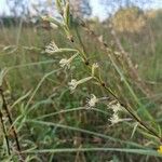 Silene tatarica Blomma