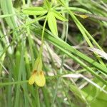 Zornia capensis Flower