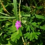 Geranium pusillumBloem