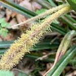 Carex distans Flower