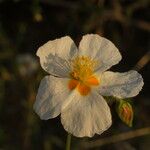 Helianthemum almeriense Λουλούδι