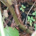 Pelargonium multibracteatum Bark