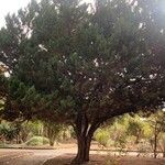 Juniperus thurifera অভ্যাস