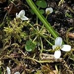 Cardamine bellidifolia Flor