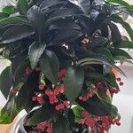 Ardisia crenata पत्ता