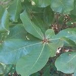 Clethra mexicana 叶