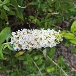 Buddleja albifloraFlor