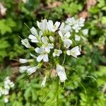 Cardamine amaraЦвят