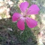 Dianthus carthusianorumBlomst