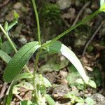 Myosotis balbisiana Leaf