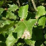 Quercus dentata Leaf