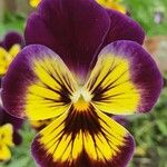 Viola × wittrockiana Blomma