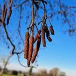 Alnus glutinosaFruit