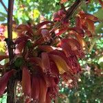 Halleria lucida Flower