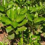 Hydrangea macrophylla 葉