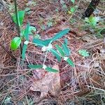 Euphorbia corollata Lapas