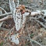 Populus tremula ফুল