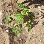 Cleome gynandra Blüte