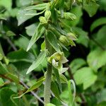 Epipactis rhodanensis 花