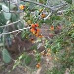 Chenopodium nutans Ffrwyth