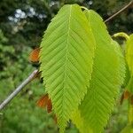 Acer carpinifolium Levél