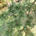 Cedrus libani 葉