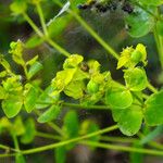 Euphorbia esula Flower