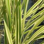 Carex brunnea Blad