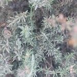 Frankenia corymbosa Hoja
