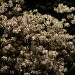 Rhododendron griffithianum Habitus