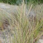 Calamagrostis breviligulata Leaf