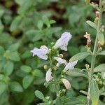 Clinopodium serpyllifolium Çiçek