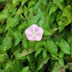 Calystegia sepiumപുഷ്പം